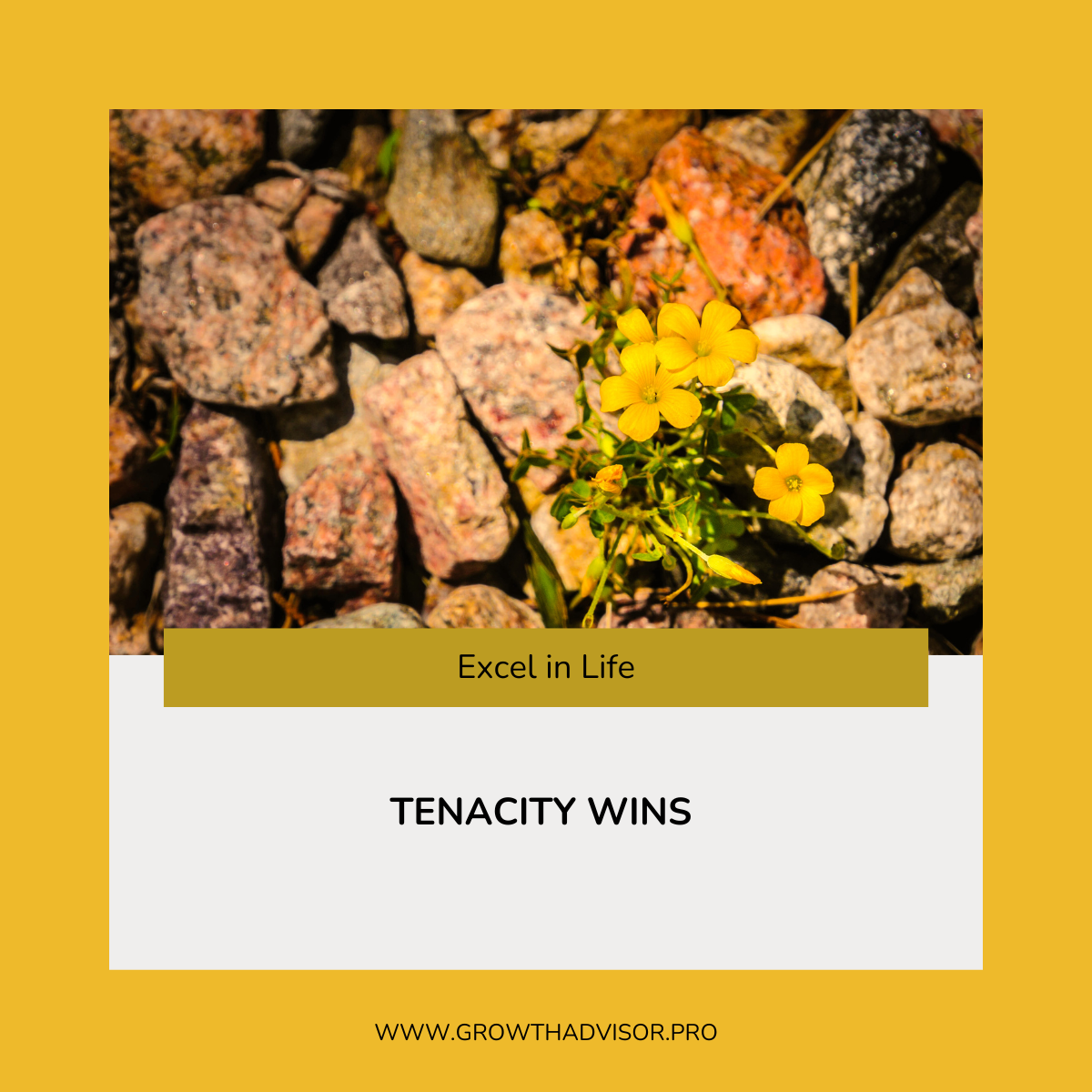 Tenacity Wins 